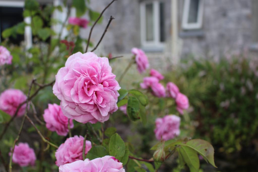 Forest Park House B&B 보일 외부 사진